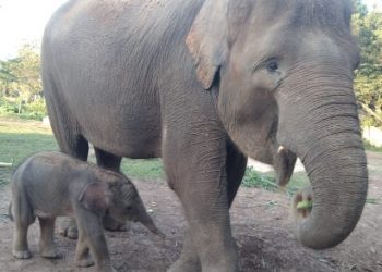 Gajah Lembah Hijau Melahirkan, Kado Istimewa Hari Gajah Sedunia