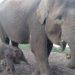 Gajah Lembah Hijau Melahirkan, Kado Istimewa Hari Gajah Sedunia