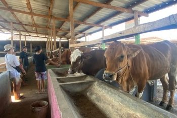 Pertahankan Zero PMK, 117 Kandang Ternak di Bandar Lampung Disemprot Desinfektan