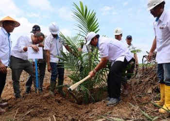 PTPN VII Mulai Tanam Ulang Kelapa Sawit