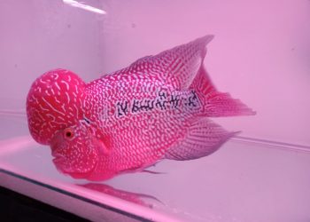 DUFI Lampung Gelar Mini Kontes Louhan di Rawa Laut Bandar Lampung