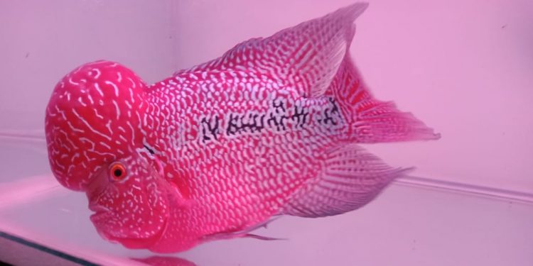 DUFI Lampung Gelar Mini Kontes Louhan di Rawa Laut Bandar Lampung