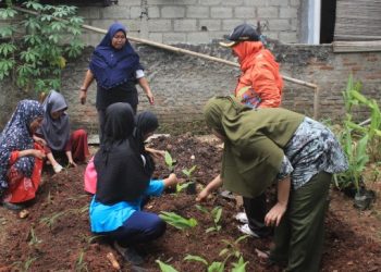 Buat Jamu Klinik di Petamburan, IRES Bersama Warga Tanam Kunyit, Jahe dan Brotowali