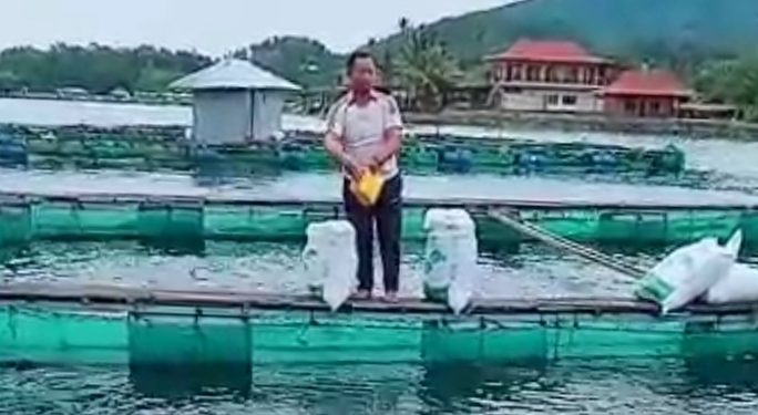 Fenomena Bintelehan, 250 Ton Ikan Keramba Danau Lumbok Seminung Mati