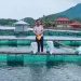 Fenomena Bintelehan, 250 Ton Ikan Keramba Danau Lumbok Seminung Mati