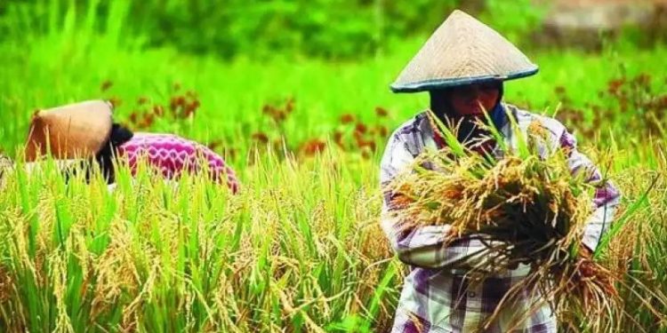 Resesi Global, Sektor Pertanian dan UMKM Bumper Ekonomi Indonesia
