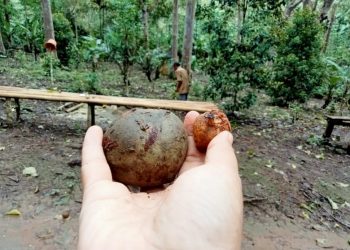 Kebun ‘Surga’ Kemiri Abah Mus