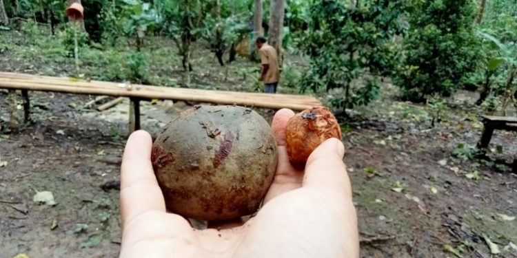 Kebun ‘Surga’ Kemiri Abah Mus