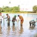 Penanaman Mangrove Serentak Nasional 2023, Gubernur Arinal Berharap Dapat Hindari Bahaya Rob dan Erosi