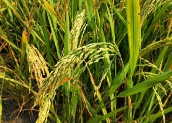 Harga Gabah Tinggi, Pembeli Luar Lamsel Angkat Tangan