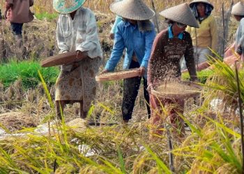 Pelarangan Gabah Keluar Lampung Akan Sengsarakan Petani