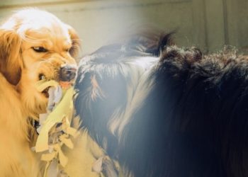 Cegah Rabies Dengan Mendidik Anak tentang Prilaku Anjing Rabies