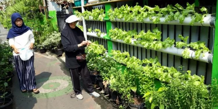 Kadis Pertanian Kota Bandar Lampung Ajak Warga Lakukan “Urban Farming” Guna Jaga Ketahanan Pangan