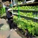 Kadis Pertanian Kota Bandar Lampung Ajak Warga Lakukan “Urban Farming” Guna Jaga Ketahanan Pangan