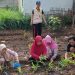 Mahasiswa KKN UGM Bersama Ibu-Ibu PKK Lakukan Penanaman Toga di Kebun Dusun Serbajadi
