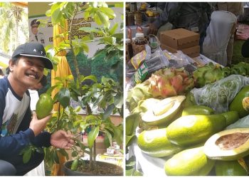 Alpukat Siger, Anugerah Hutan Lindung Gunung Balak