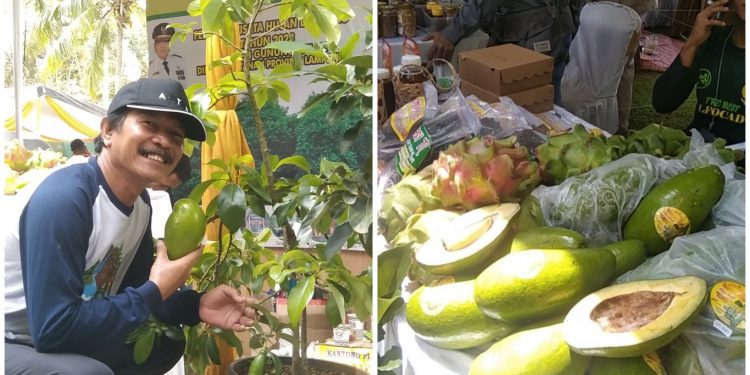 Alpukat Siger, Anugerah Hutan Lindung Gunung Balak