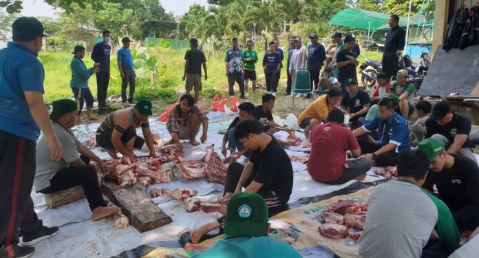 Unila Kurban 32 Sapi 9 Kambing, Panitia Gunakan Plastik Organik