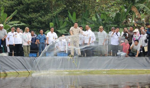 Gubernur Arinal Panen Perdana Udang Vaname Air Tawar, di PKK Agropark Lampung Selatan