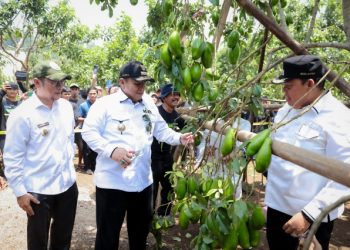 Gubernur Arinal Panen Alpukat Siger di Desa Giri Mulyo Lampung Timur
