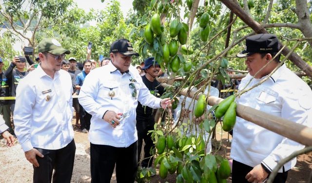 Gubernur Arinal Panen Alpukat Siger di Desa Giri Mulyo Lampung Timur