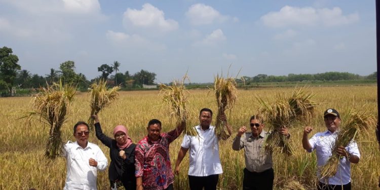 Ketua DPRD Lampung Hadiri Panen Raya di Desa Nambah Dadi Lampung Tengah