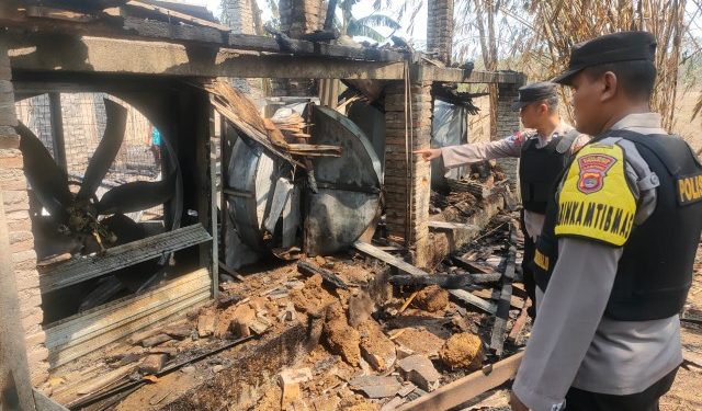 Diduga Konsleting Listrik Kandang Terbakar, Ribuan Ayam Mati Terpanggang