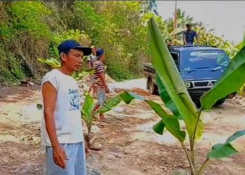 Warga Tanggamus Tanam Pohon Pisang Protes Jalan Rusak Parah