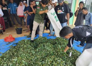Mahasiswa KKN Unila Latih Warga Mesuji Membuat Silase