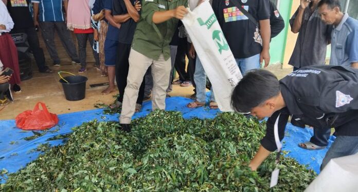 Mahasiswa KKN Unila Latih Warga Mesuji Membuat Silase