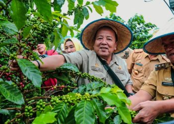 Gubernur Arinal Panen Kopi Arabika Sistem Pagar dan Temu Lapang di Sekincau Lampung Barat