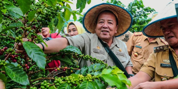 Gubernur Arinal Panen Kopi Arabika Sistem Pagar dan Temu Lapang di Sekincau Lampung Barat