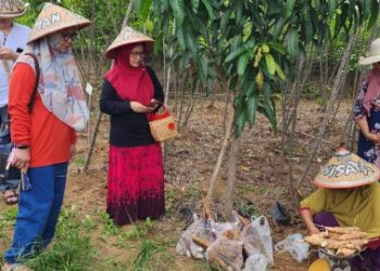 Kagama Lampung Panen Singkong di Desa Binaan Liman Benawi