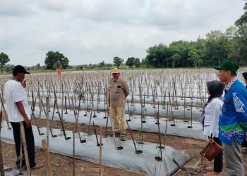 Mahasiswa KKN Unila Bantu Petani Tulang Bawang Atasi Hama Tanaman Cabai