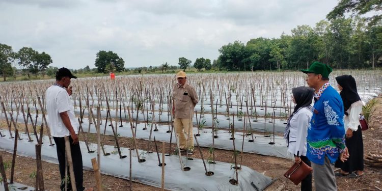 Mahasiswa KKN Unila Bantu Petani Tulang Bawang Atasi Hama Tanaman Cabai