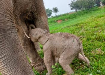 Bayi Gajah Sumatera Lahir di Way Kambas, Berat Badan 69 Kg