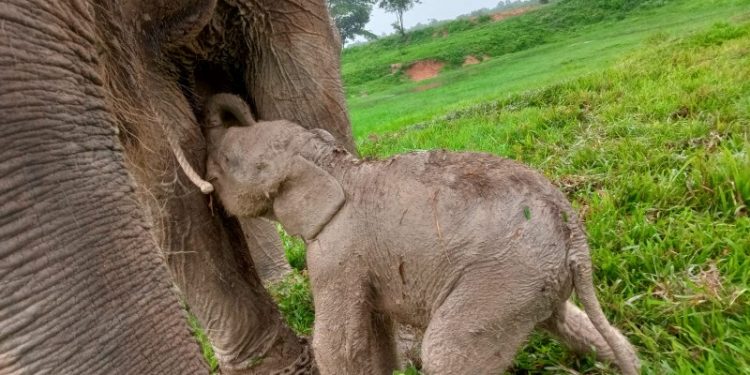 Bayi Gajah Sumatera Lahir di Way Kambas, Berat Badan 69 Kg