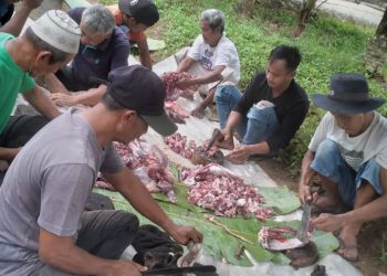 PTPN I dan KSO PTPN IV Reg.7 Potong 153 Hewan Kurban