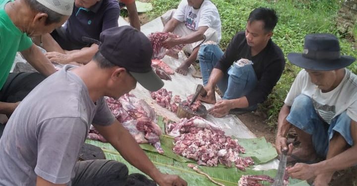 PTPN I dan KSO PTPN IV Reg.7 Potong 153 Hewan Kurban