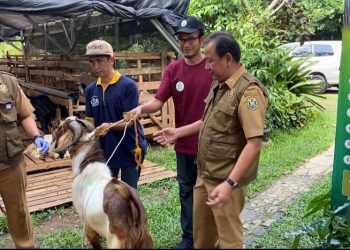 Jelang Idul Adha, Dinas Pertanian Kota Bandar Lampung Cek Kesehatan Hewan Kurban