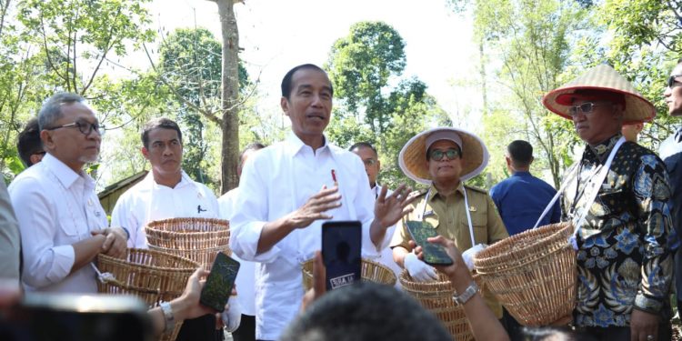 Perkuat Komoditas Kopi, Presiden Jokowi Tinjau Perkebunan Kopi di Desa Kambahang Lampung Barat