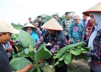 Pj. Gubernur Samsudin Panen Tembakau dan Beri Bantuan Pupuk di Lampung Timur