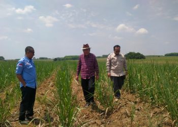 Kinerja Membaik, Petani Mengantre Jadi Mitra Pabrik Gula Bungamayang