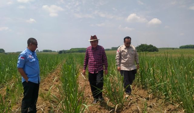 Kinerja Membaik, Petani Mengantre Jadi Mitra Pabrik Gula Bungamayang