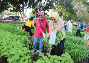 Panen Raya Sayuran Organik Meriahkan Dies Natalis ke-59 Unila