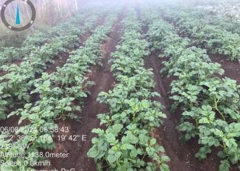 Dosen Unila Tambahkan Pupuk Kalium Organik di Kebun Kentang Lampung Barat, Petani Panen 35 Ton/Ha