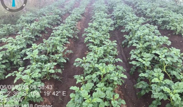 Dosen Unila Tambahkan Pupuk Kalium Organik di Kebun Kentang Lampung Barat, Petani Panen 35 Ton/Ha