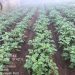 Dosen Unila Tambahkan Pupuk Kalium Organik di Kebun Kentang Lampung Barat, Petani Panen 35 Ton/Ha