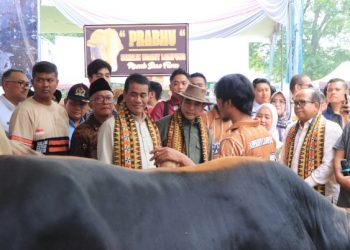 Kontes dan Expo Sapi APPSI 2024, Pj. Gubernur Lampung Wujudkan Ketahanan Pangan Nasional