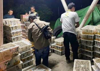 Tim Gabungan Gagalkan Penyeludupan 4.354 Burung Ilegal di Tol Lampung